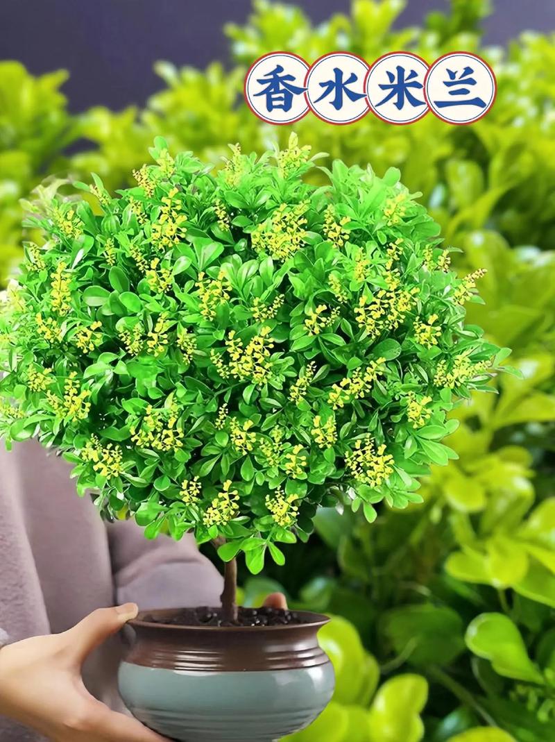 如何让米兰花四季开花？米兰花养殖的秘密都在这