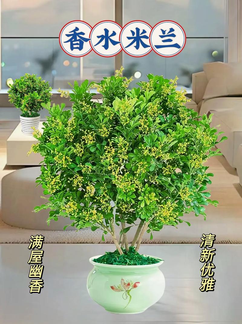 如何让米兰花四季开花？米兰花养殖的秘密都在这