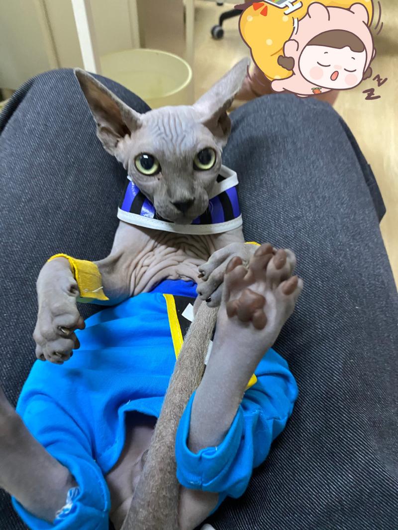 比鲁斯猫是什么猫？深度解析龙珠破坏神的猫系原型！