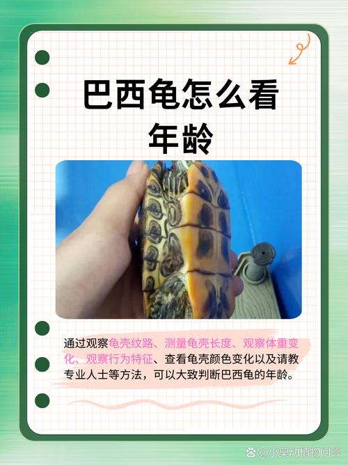 巴西龟食用安全吗？一篇关于巴西龟食用的全面解读