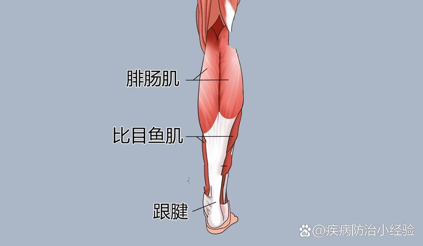 比目鱼肌发达怎么办？瘦腿运动及技巧分享