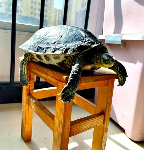 巴西龟能活多少年？野生巴西龟和家养巴西龟寿命对比