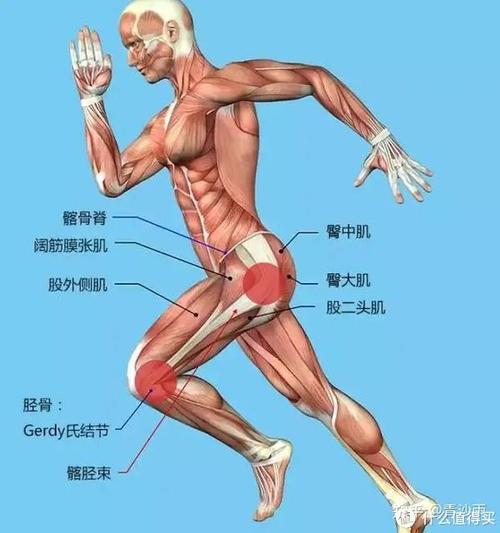 告别小腿肌肉不平衡！比目鱼肌的正确锻炼方式
