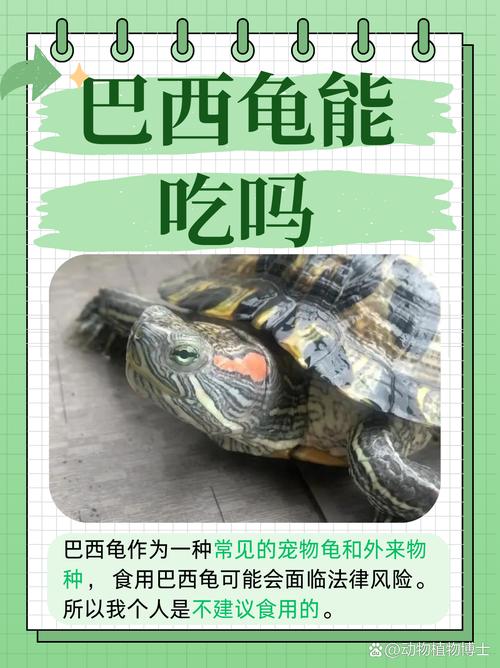 巴西龟食用安全吗？一篇关于巴西龟食用的全面解读