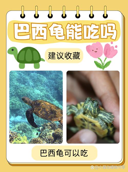 巴西龟食用安全吗？一篇关于巴西龟食用的全面解读