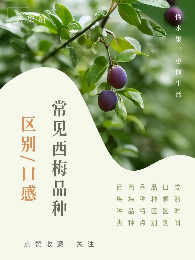 西梅多少钱一斤？不同品种、产地价格对比！