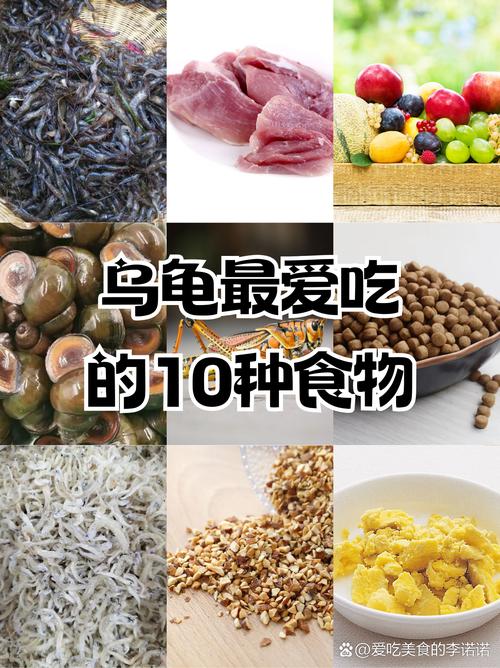 小巴西龟的最佳食物选择：安全又营养