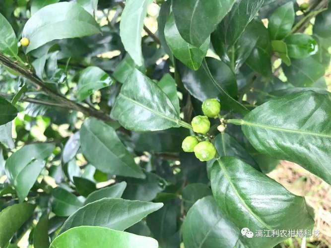 波尔多液怎么配效果好？果农分享实用经验！