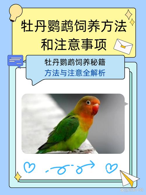 牡丹鹦鹉怎么养才能活得久？长寿秘诀大公开