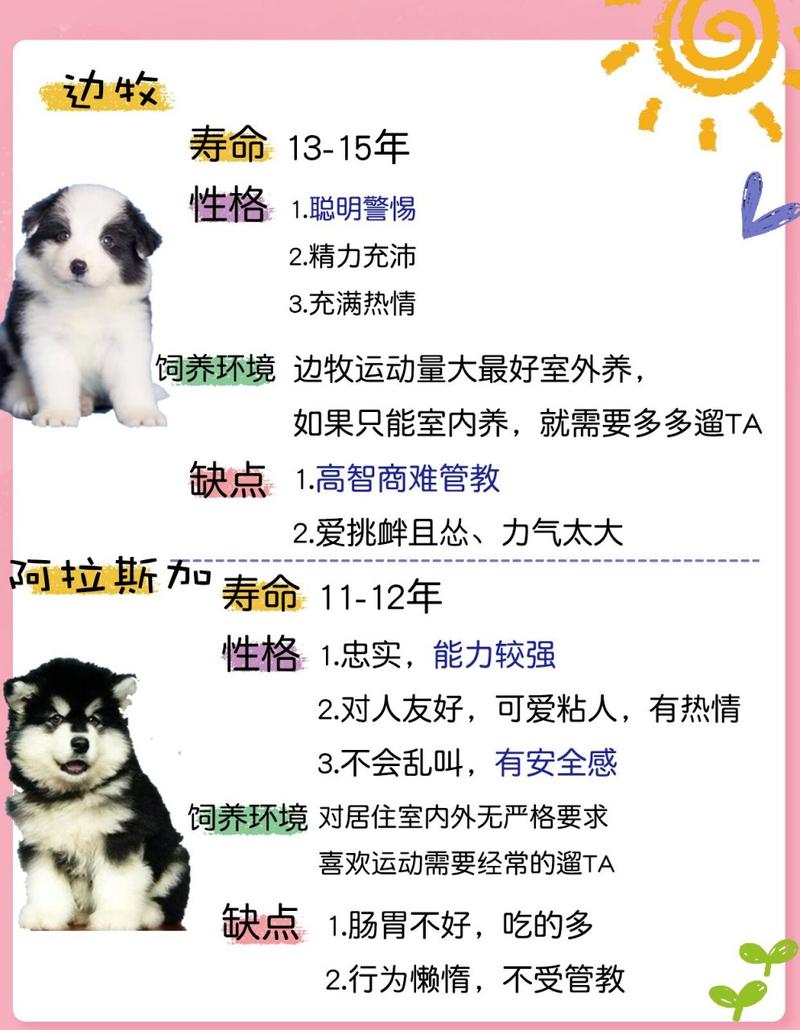 养阿拉斯加犬的经验分享：好养吗？有哪些挑战？