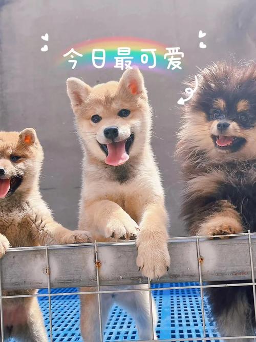 索比斯怎么培养？新手也能快速上手的养殖技巧！