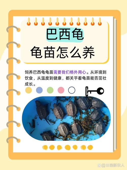如何养好小巴西龟？从入门到精通的完整攻略