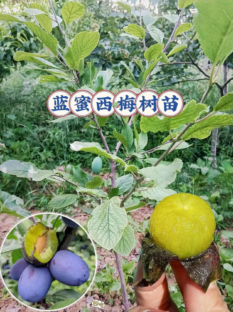 西梅多少钱一斤？不同品种、产地价格对比！