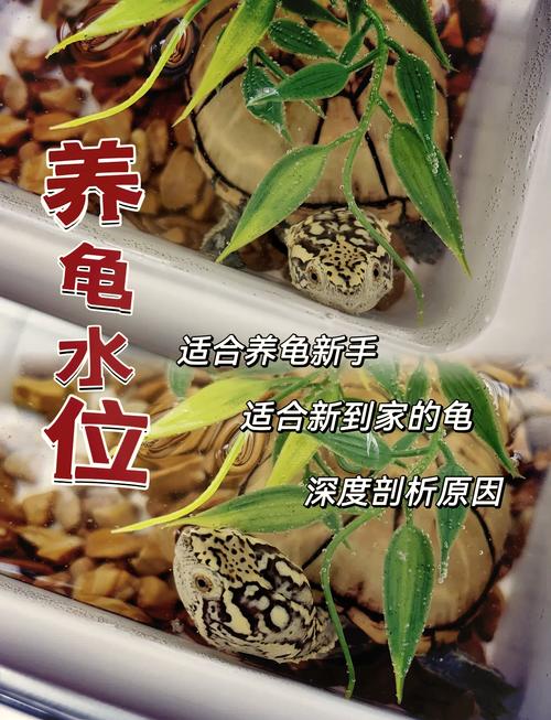小巴西龟怎么养？新手必看饲养指南！