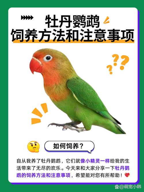 牡丹鹦鹉怎么养才能活得久？长寿秘诀大公开