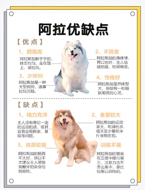 阿拉斯加好养吗？优缺点分析，适不适合你？