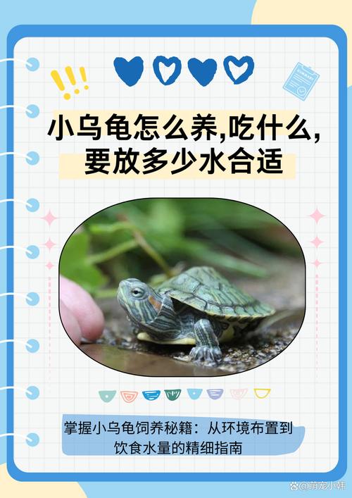 小巴西龟怎么养？新手必看饲养指南！