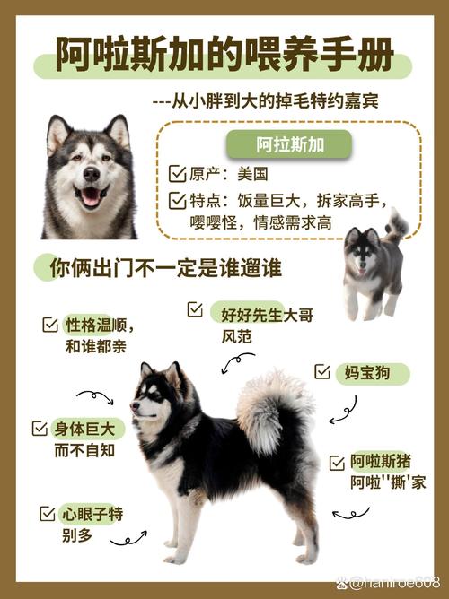 养阿拉斯加犬的经验分享：好养吗？有哪些挑战？