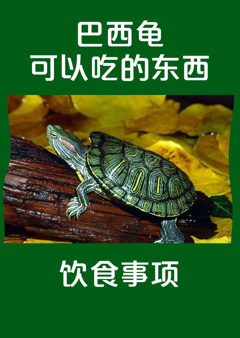 小巴西龟的最佳食物选择：安全又营养