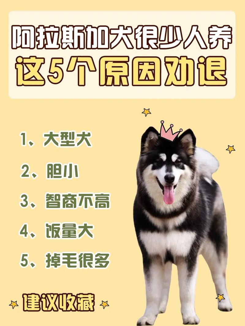 阿拉斯加好养吗？优缺点分析，适不适合你？