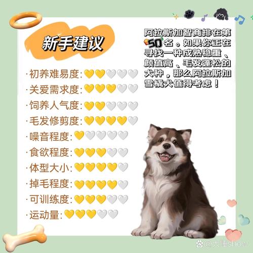 养阿拉斯加犬的经验分享：好养吗？有哪些挑战？
