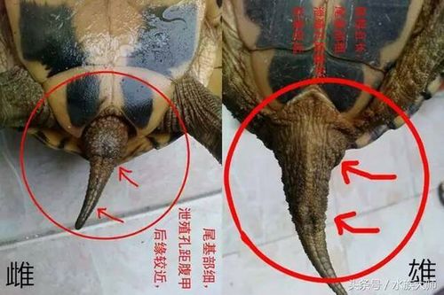 巴西龟年龄秘密大揭晓！这些方法准确又简单！