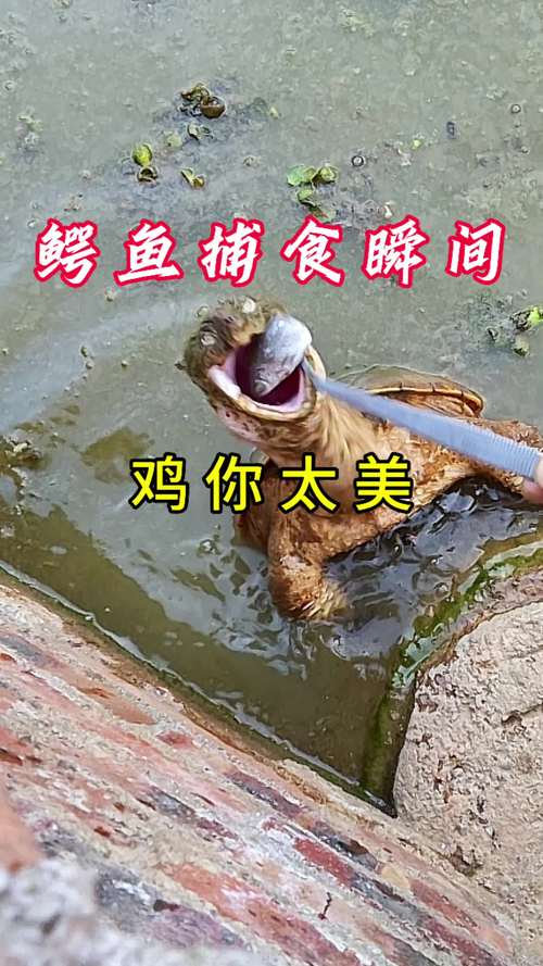 巴西龟吃什么食物比较好？这些常见食物要知道！