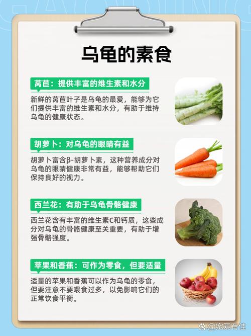 巴西龟吃什么食物比较好？这些常见食物要知道！