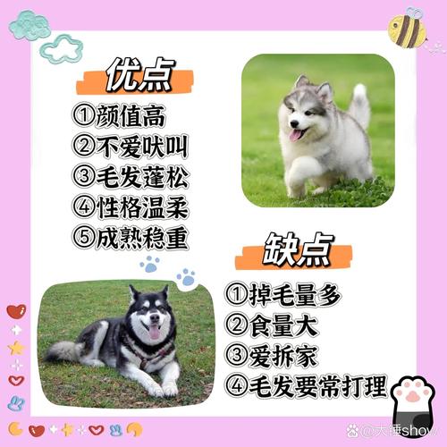 想养阿拉斯加犬？先看看这篇阿拉斯加饲养指南！