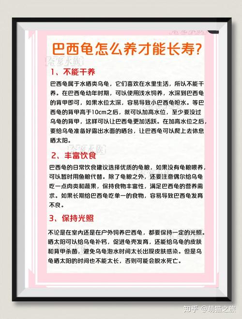 巴西龟一天喂几次？千万别再喂错啦！