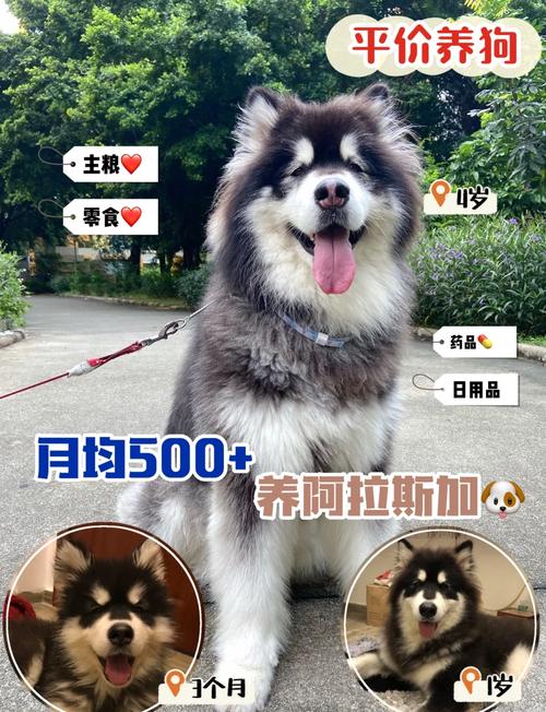 想养阿拉斯加犬？先看看这篇阿拉斯加饲养指南！