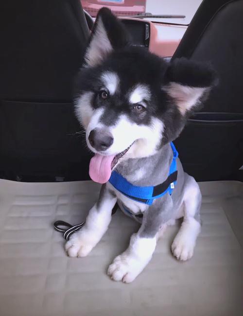 想养阿拉斯加犬？先看看这篇阿拉斯加饲养指南！