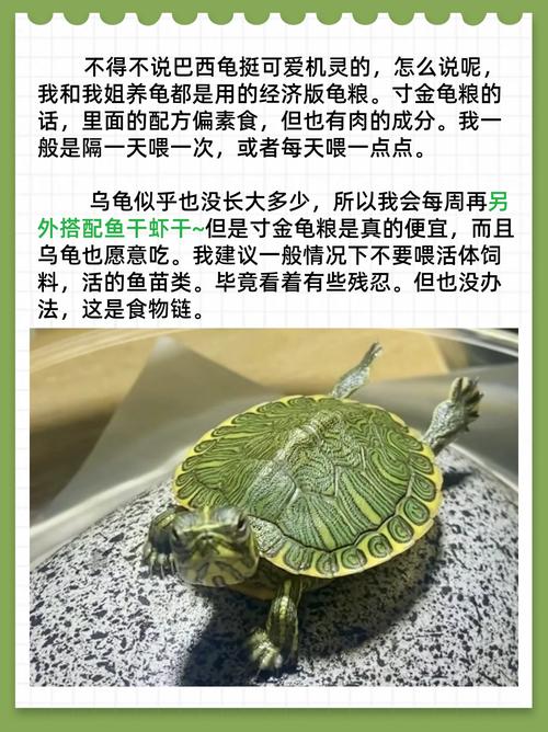巴西龟除了龟粮还能吃啥？这些食物也能喂！