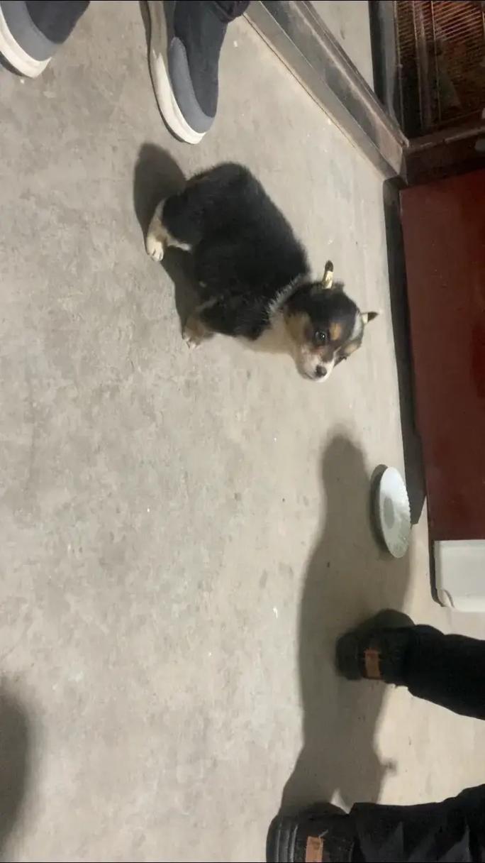 购买柯基犬要花多少钱？看看各地市场价！