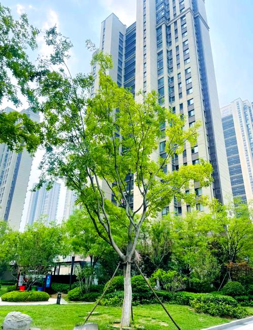 鲁能泰山7号值得买吗？购房者必看详细优缺点分析