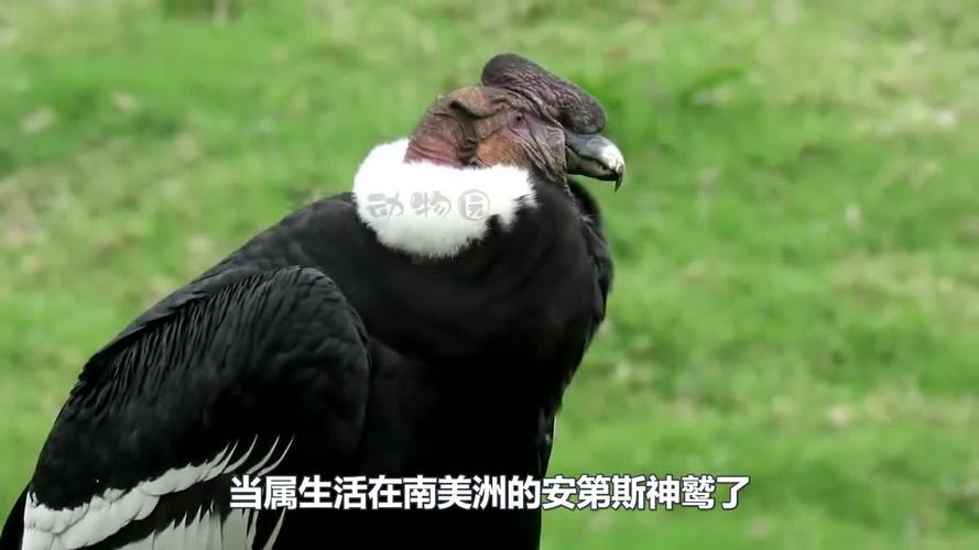 阿根廷巨鹰的日常食谱是什么？详解巨鹰的觅食方法！