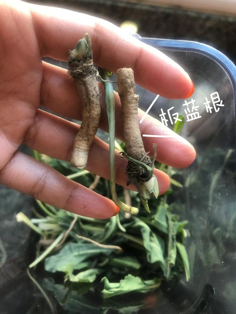 奥斯曼草真的能生发吗？有效成分及使用方法详解