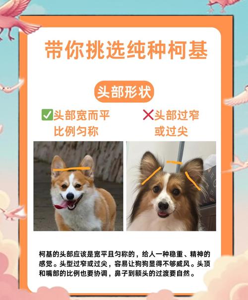 购买柯基犬要花多少钱？看看各地市场价！