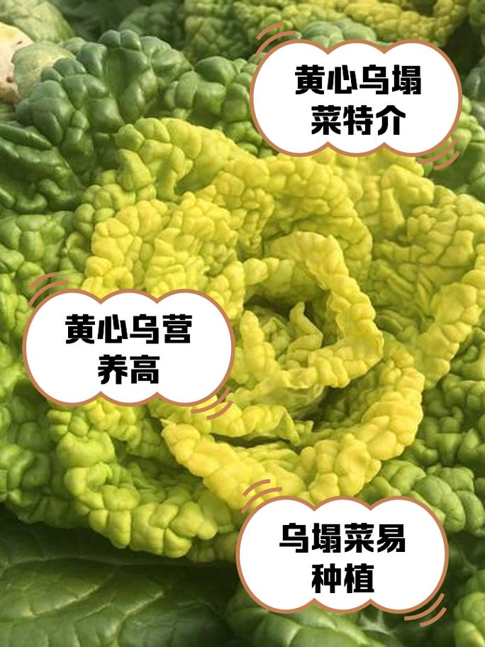 乌塌菜怎么做好吃？简单家常做法分享
