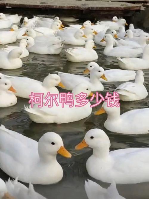 想养柯尔鸭？一只柯尔鸭到底要花多少钱？