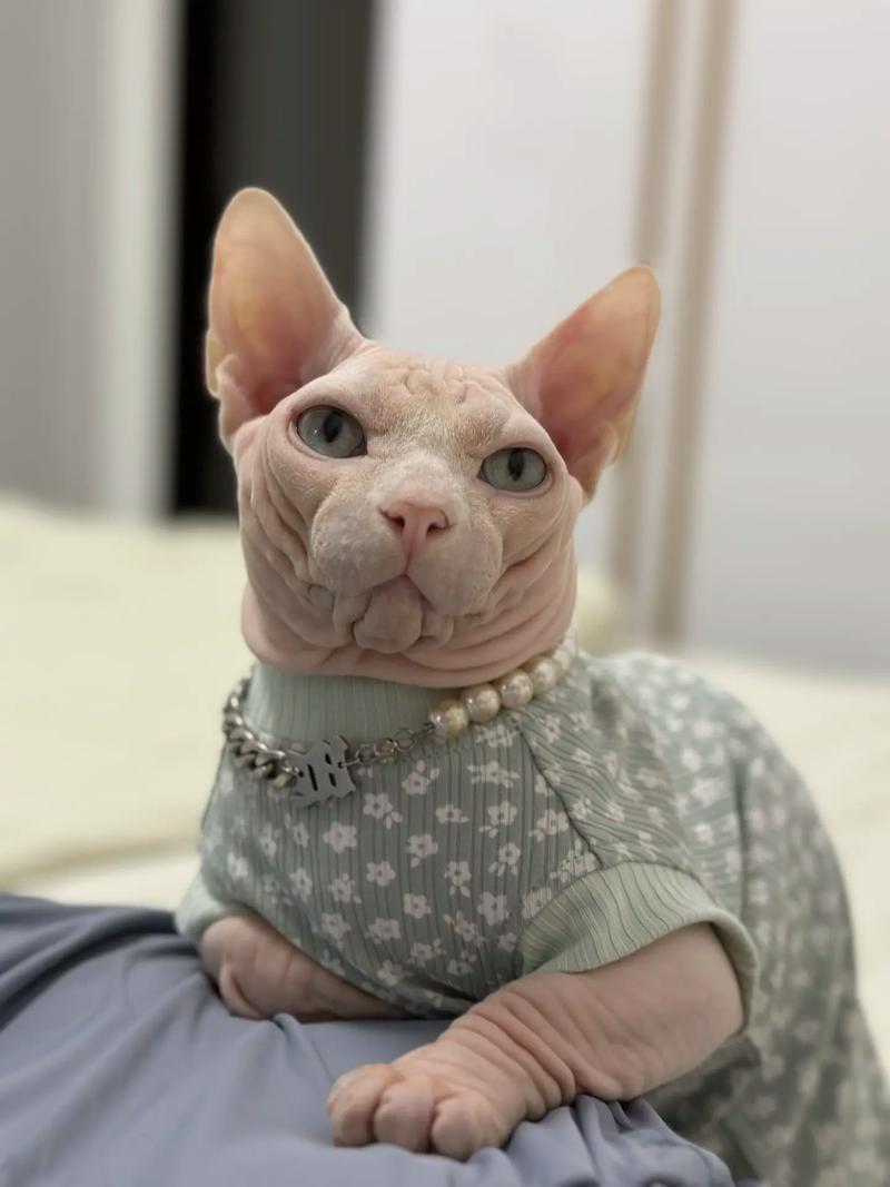 斯芬克斯猫好养吗？无毛猫的饲养难度和注意事项详解