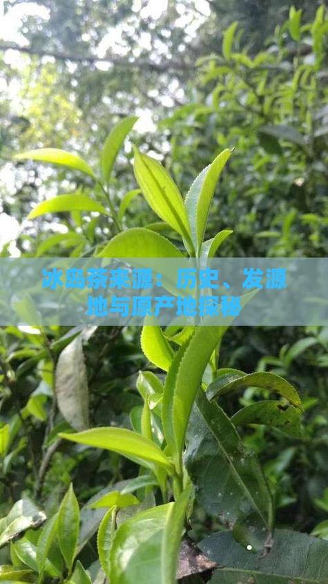 中国冰岛是云南哪个地方？探秘著名的冰岛茶叶