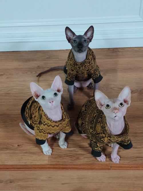斯芬克斯猫好养吗？无毛猫的饲养难度和注意事项详解