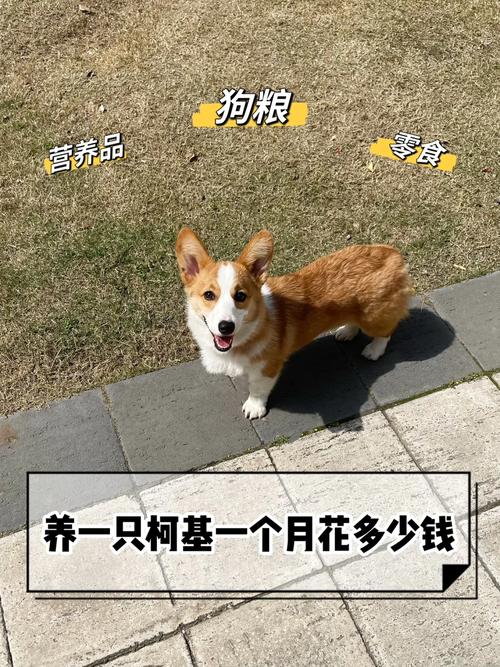 购买柯基犬要花多少钱？看看各地市场价！