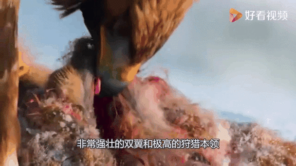 阿根廷巨鹰的日常食谱是什么？详解巨鹰的觅食方法！