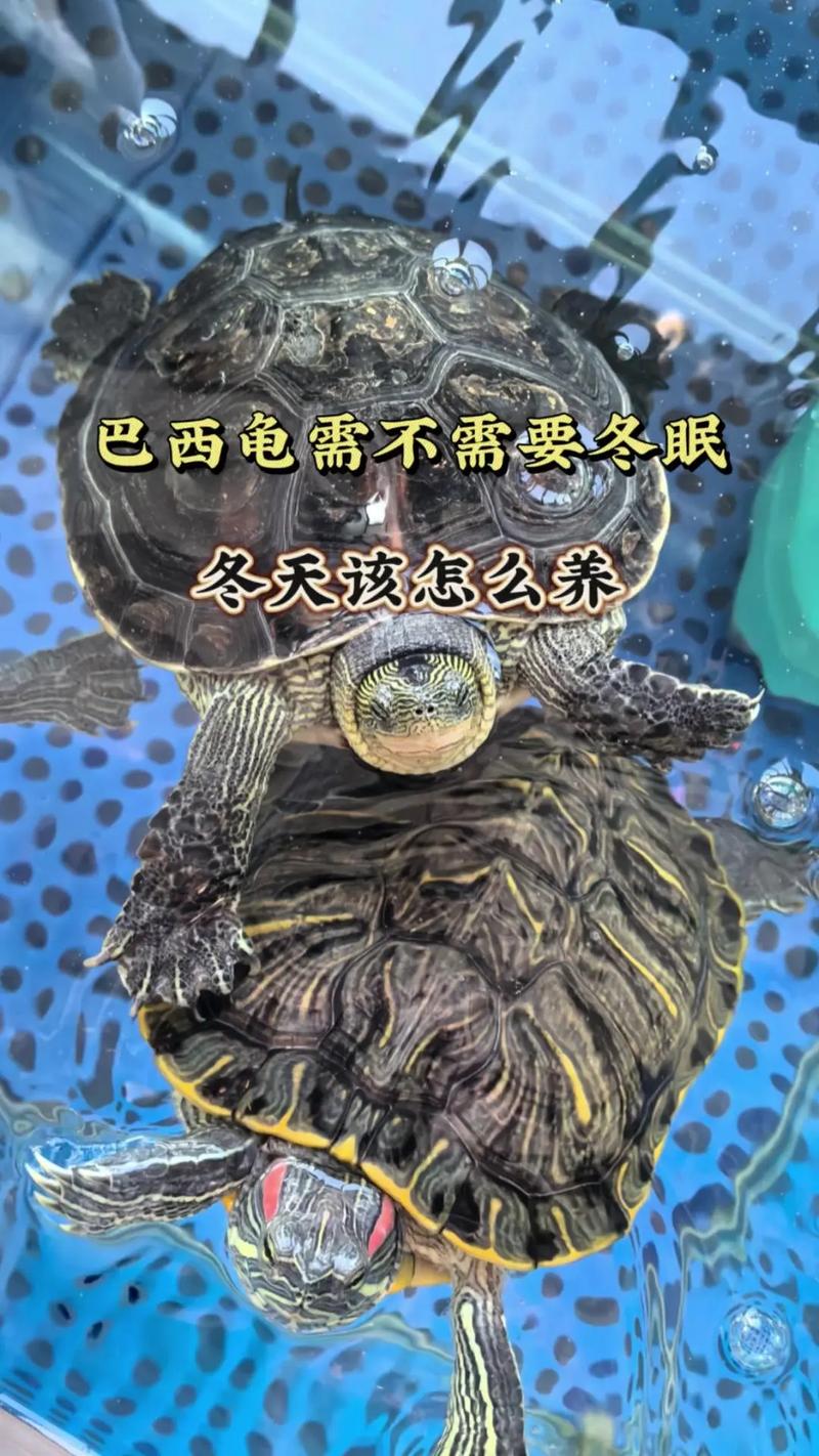 冬季巴西龟养殖秘籍：让你的巴西龟健康过冬
