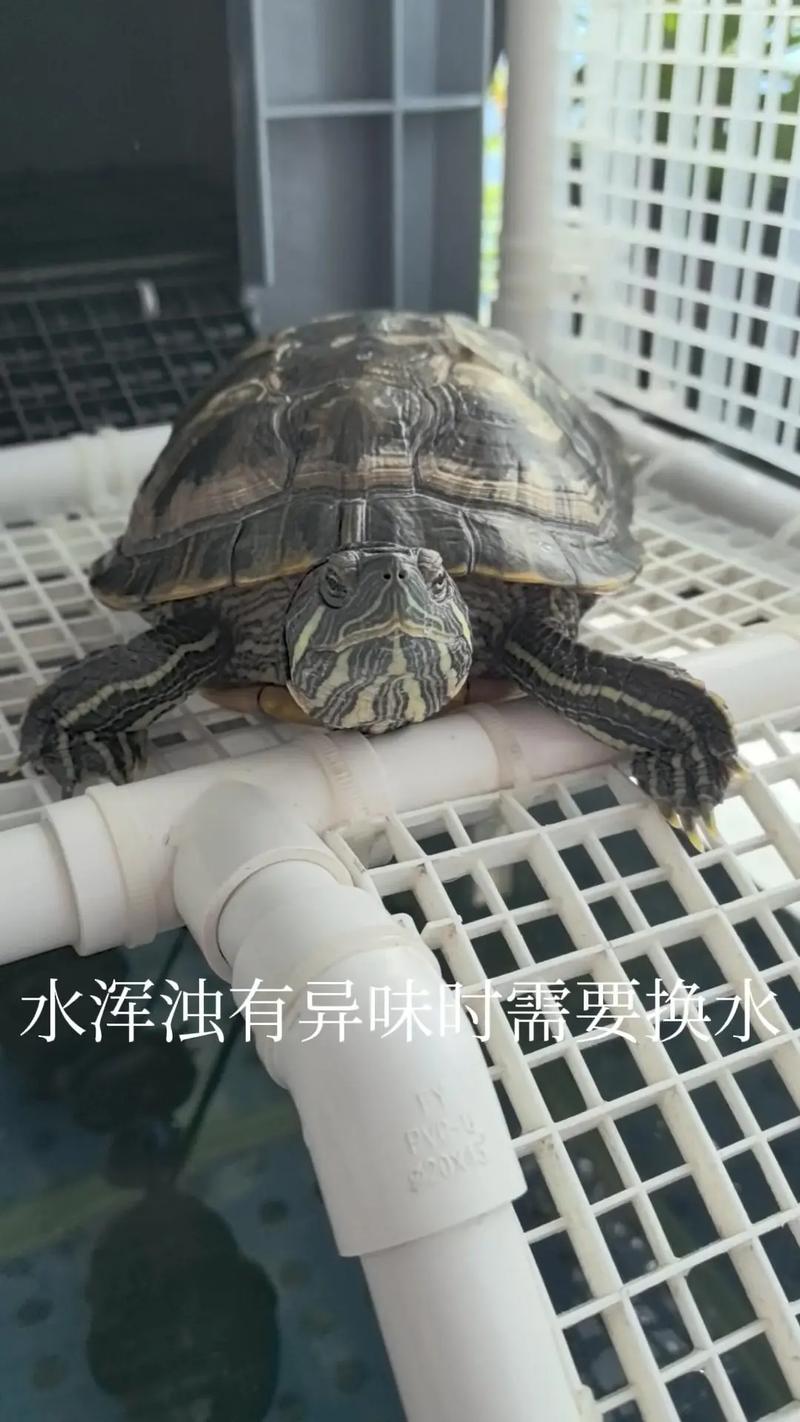 冬季巴西龟养殖秘籍：让你的巴西龟健康过冬