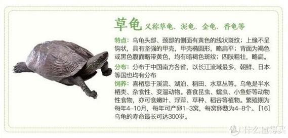 冬季巴西龟养殖秘籍：让你的巴西龟健康过冬
