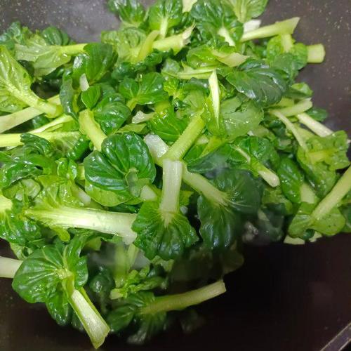 乌塌菜怎么做好吃？简单家常做法分享