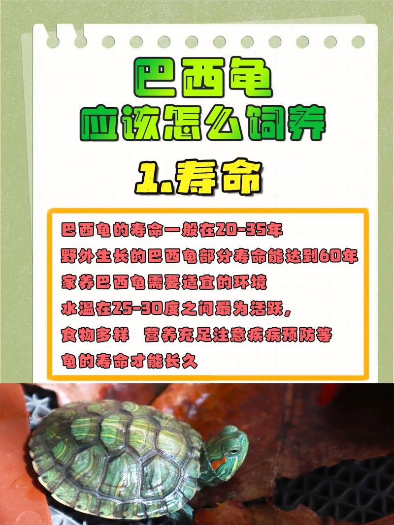 冬季巴西龟养殖秘籍：让你的巴西龟健康过冬
